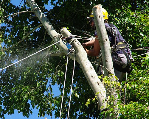 Taille d’Arbres Elagage arbres 95450