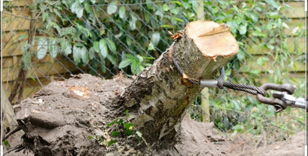 Abattage arbres - Photo 4