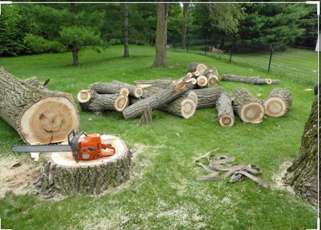 Abattage arbres - Photo 3