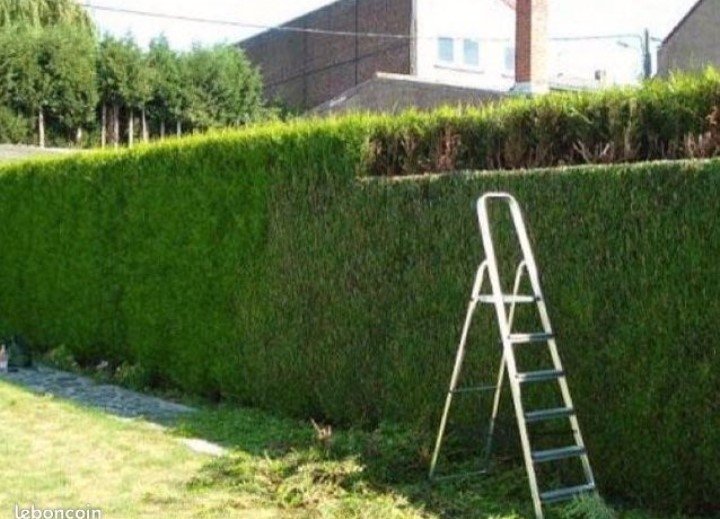 Entretien espaces verts - Photo 5