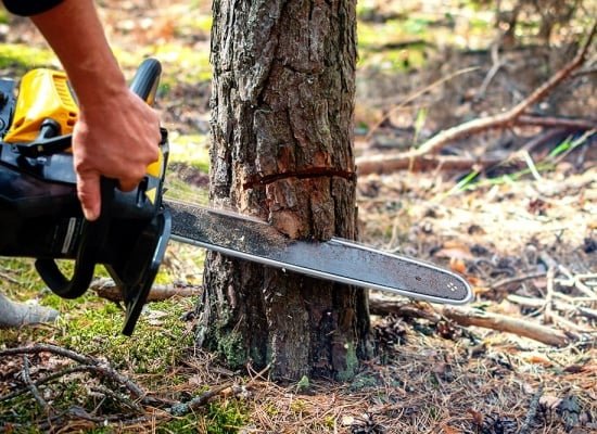 Abattage d’arbres